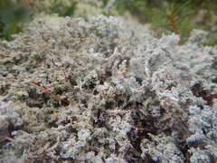 Stereocaulon paschale