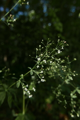 Galium sylvaticum