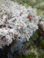 Stereocaulon paschale