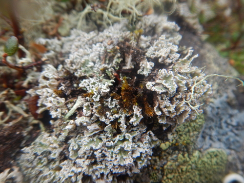 Stereocaulon apocalypticum