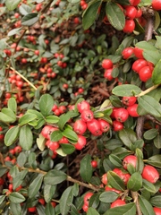 Cotoneaster radicans