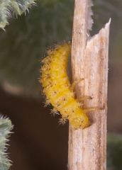 Henosepilachna argus