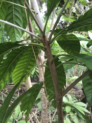 Image of Pouteria campechiana