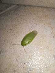 Panchlorinae