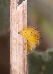 Henosepilachna argus