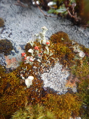 Cladonia borealis
