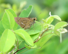 Polytremis zina