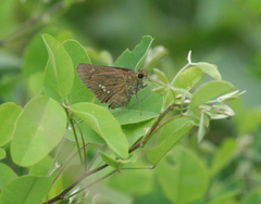 Polytremis zina