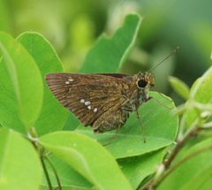 Polytremis zina
