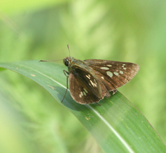 Polytremis zina