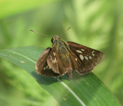 Polytremis zina