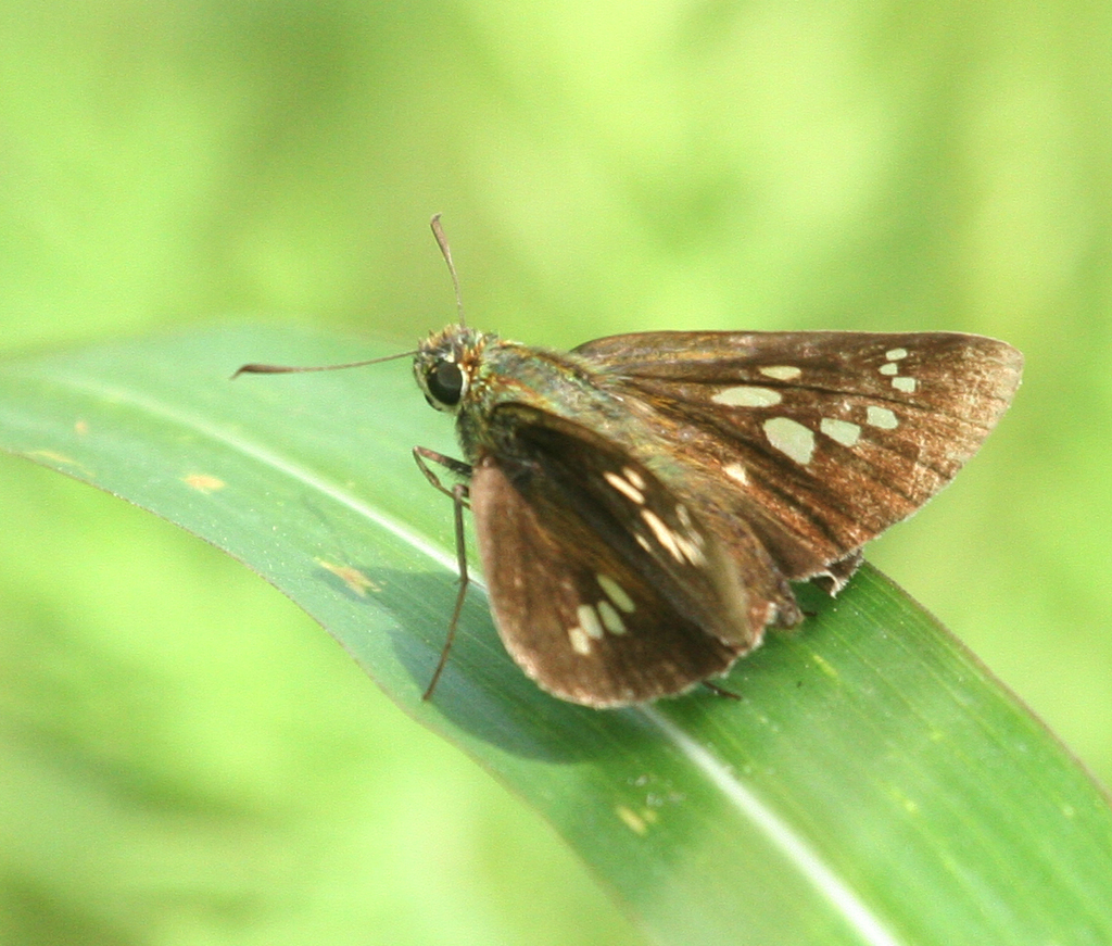 Polytremis zina