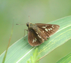 Polytremis zina