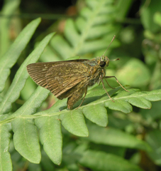 Polytremis zina