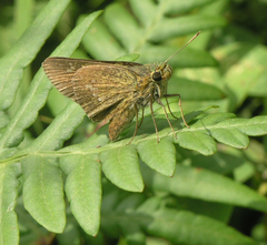 Polytremis zina