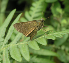 Polytremis zina