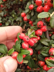 Cotoneaster radicans