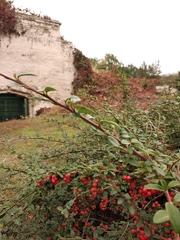 Cotoneaster radicans
