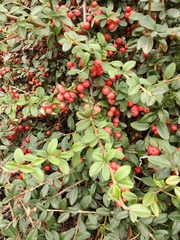 Cotoneaster radicans