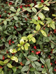 Cotoneaster radicans