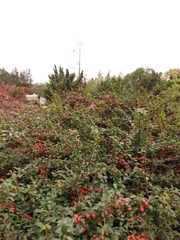 Cotoneaster radicans