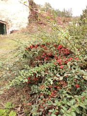 Cotoneaster radicans