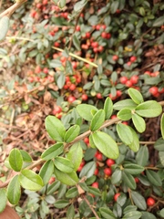 Cotoneaster radicans