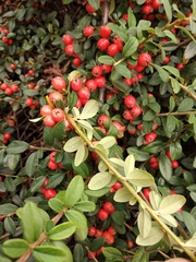 Cotoneaster radicans