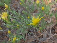 Ericameria suffruticosa