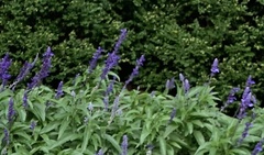 Salvia