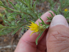 Ericameria suffruticosa