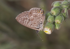 Leptotes pirithous