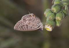 Leptotes pirithous