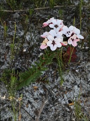 Adenandra brachyphylla
