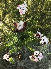 Adenandra brachyphylla