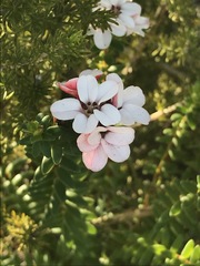 Adenandra brachyphylla