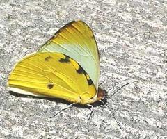 Hesperocharis crocea idiotica