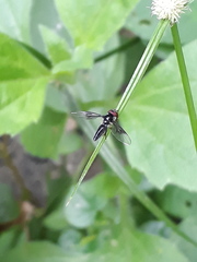 Ocyptamus dimidiatus