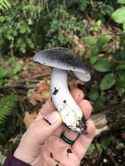 Entoloma medianox