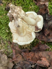 Calocybe