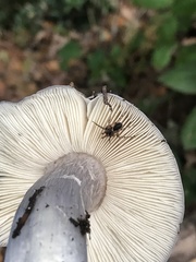 Entoloma medianox