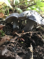 Entoloma medianox