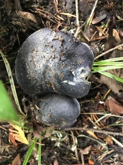 Entoloma medianox