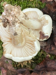 Calocybe