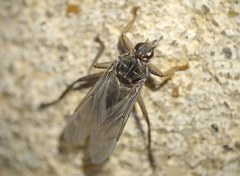 Pseudolynchia canariensis