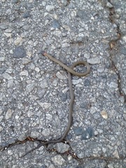 Diadophis punctatus modestus