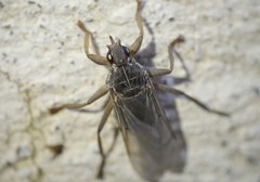 Pseudolynchia canariensis