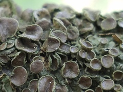 Melanohalea septentrionalis