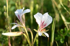 Pelargonium suburbanum