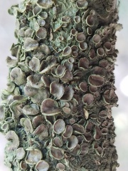 Melanohalea septentrionalis